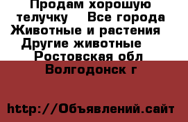 Продам хорошую телучку. - Все города Животные и растения » Другие животные   . Ростовская обл.,Волгодонск г.